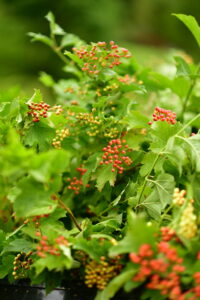 Viburnum Berries Cut Flowers