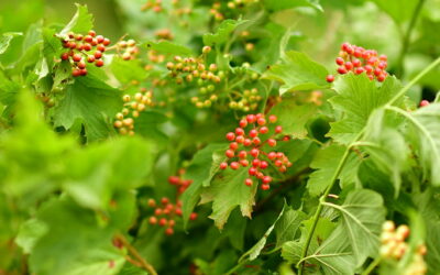 Viburnum Berries Cut Flowers