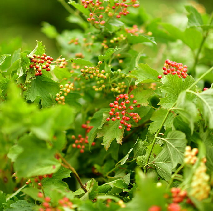 Viburnum Berries Cut Flowers