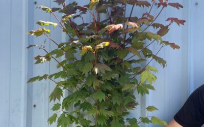 Vine Maple Specialty Cut Branch