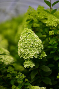 Limelight Hydrangeas Pee Gee Hydrangeas