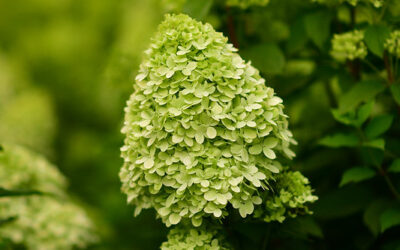 Limelight Hydrangeas Pee Gee Hydrangeas