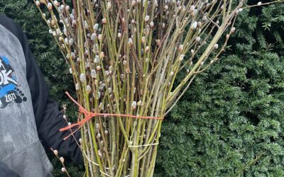 Pussy Willow Specialty Cut Branches
