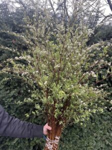 Spirea early spring specialty cut blooming branches