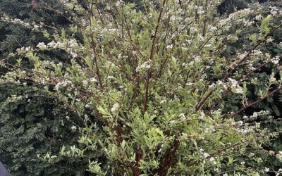 Spirea early spring specialty cut blooming branches