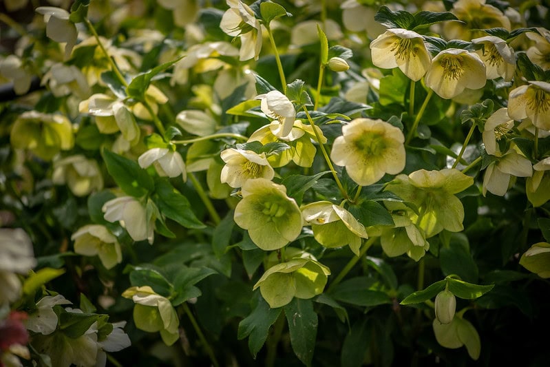 hellebores