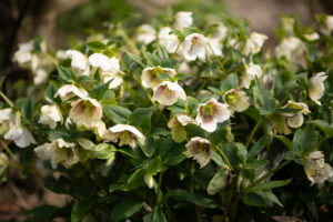 Hellebores Specialty Cut Flower Farm