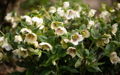 Hellebores Specialty Cut Flower Farm