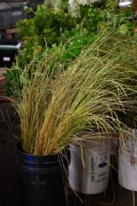 Ornamental Grasses used in floral arrangements