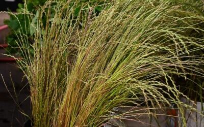 Ornamental Grasses used in floral arrangements
