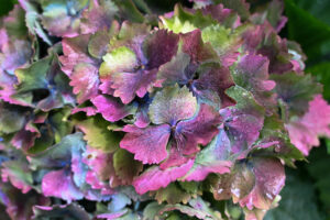 World Famous Antique Hydrangea