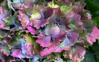 World Famous Antique Hydrangea