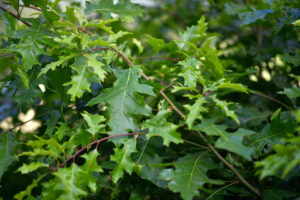 Wholesale foliages including grasses, green oak, ninebark, forsythia, and manzanita.