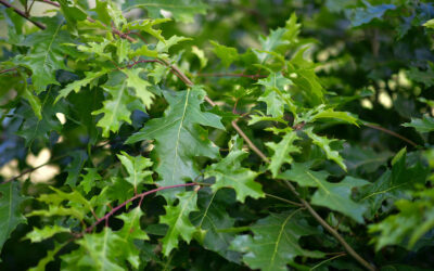 Wholesale foliages including grasses, green oak, ninebark, forsythia, and manzanita.