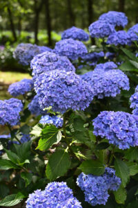 Double Lavender Hydrangea Blooms