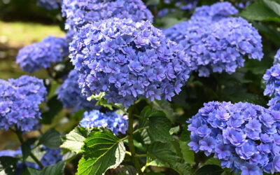 Double Lavender Hydrangea Blooms