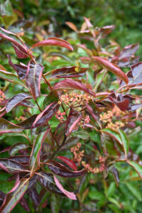 Pink & Green Snowberries, Viburnum Berries, Fall Foliage.