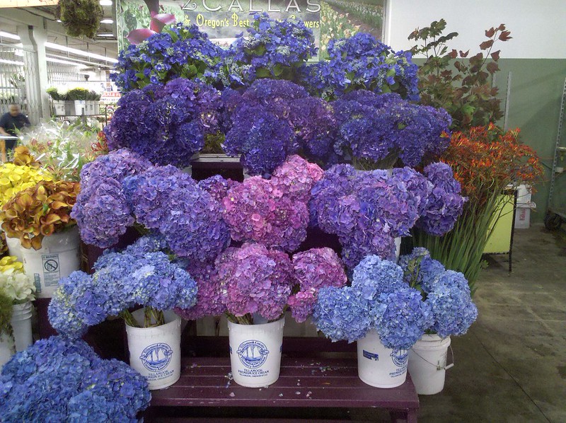 Wholesale hydrangeas