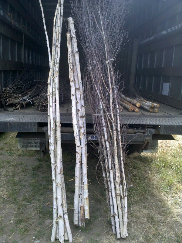 Birch branches