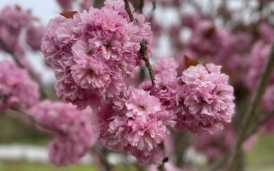 cherry-flowering-branches-wholesale-april