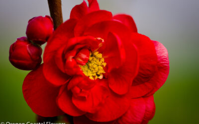 quince-flowering-branches-wholesale