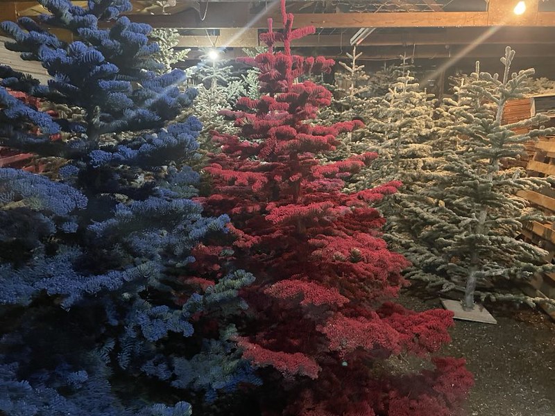 Flocked noble fir trees - high elevation selection