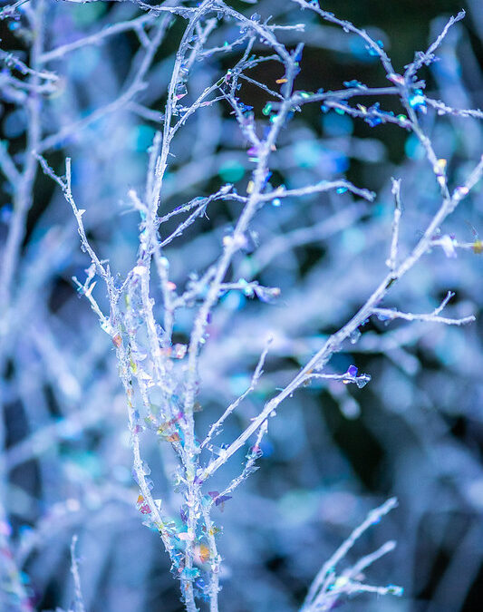 Christmas Greens Wholesale | Noble Fir & Holiday Branches — December