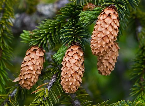 Spruce tips with cones